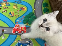 British Shorthair Blue Point