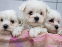 Dünya tatlısı terrier yavruları