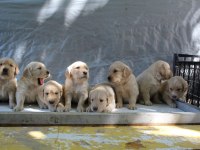 Bebek Suratlı Golden Retriever Yavrular