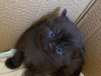 Tek dişi scottish fold yavrumuz yeni yuvasını arıyor
