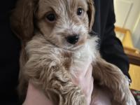 Yavru Maltipoo Köpeği