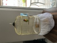 Cennet papağanımız