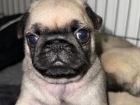 Orjinal Pug Yavrusu