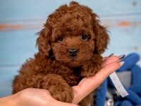 Poodle cinsi yavru köpekler
