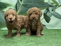 Gönderim İmkanı İle Toy Poodle Yavrular