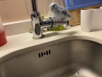 Çift Forpus Papağanı Ve Malzemeler