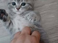 Silver Cream British Shorthair