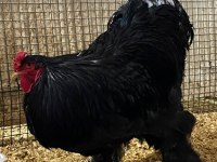 Black Blue Brahma Kuluçkalık Yumurta Ve Civciv