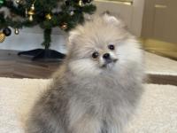 Orange Üst Düzey Erkek Pomeranian Boo