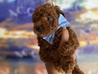 Toy Poodle Garantili Köpekler