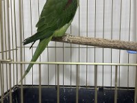 1 yaşında erkek alexander papağanı