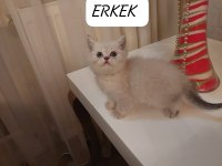Lynx Point British Shorthair Paşam Hazır