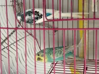 Muhabbet kuşları takım