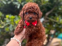 Mini Toy Poodle Yavrular