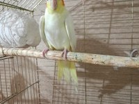 Lutino Sultan Papağanı