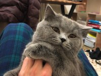 British shorthair kedimi mecburiyetten sahiplendiriyorum