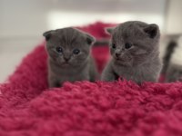 1 Buçuk Aylık Scottish Ve British Yavrular