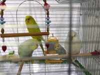 Çok güzel ve yakışıklı kuşları sahiplendirmek istiyorum