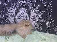 Sevgi Dolu British Longhair Kedisi