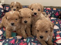 Ev doğumlu teacup maltipoo yavrular