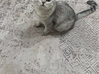 Hürrem Dişi 11 Aylık British Shorthair