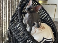 Sphynx Sfenks Bebekleri