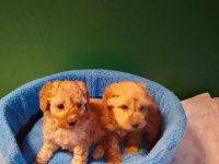 Mükemmel Maltipoo Yavrularımız