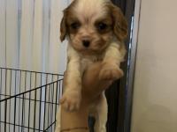 Safkan Cavalier King Charles Yavruları