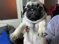 Pug Yavru Köpek