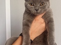 British Shorthair Bebekler