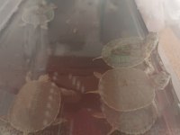 İthal Kırmızı Yanaklı Su Kaplumbağası