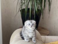 Teslime Hazır Sıfır Kulak Scottish Fold Güzellik