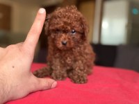 Kore Kan Toy Poodle