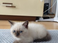 2 aylık iran kedisi