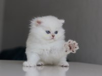 Full Şecereli Babadan Teslime Hazır Erkek British Longhair