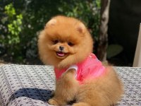 Show Kalite Dişi Orange Pomeranian