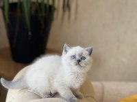 British shorthair yavru dişi kedimiz