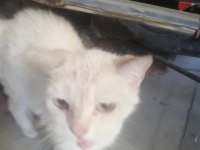 Ücretsiz kedimizi sahiplendirme