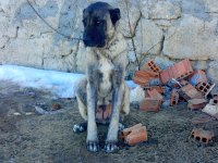 Sivas'tan Has Kangal Köpeği Yavrular