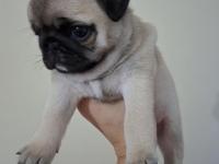 Dişi Pug Yavru 2 Aylık