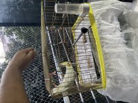 6 Aylık Sultan Papağanı