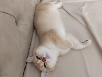 British Shorthair Yavrular 3 Aylık