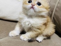 Yavru British Longhair Kedimize Yuva Arıyoruz