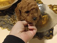 Sevimli Irk Toy Poodle
