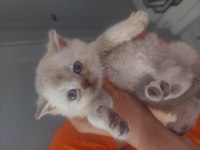 British shorthair blue point yavrular