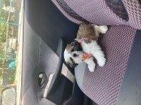 3 Aylık Shih Tzu Erkek