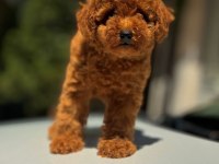 Safkan Toy Poodle Köpekleri