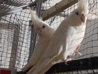 Albino çift sultan papağanı uygun fiyata