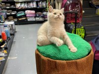 Show Kalite British Yavrularımız 2,5 Aylık