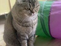 Sakin ve uyumlu british hera’ya yeni yuva arıyoruz